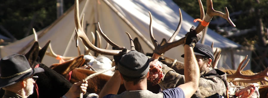 Photo of hunters with elk trophies after a successful hunt